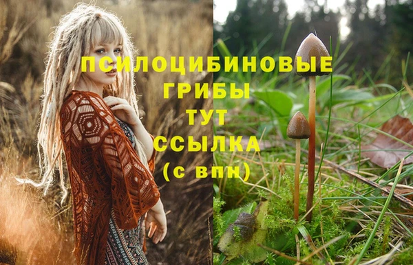 шишки Няндома